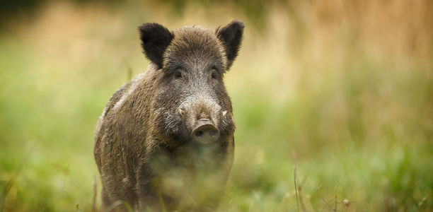 Bild zu Hepatitis E - Gefahr durch Wildschweine