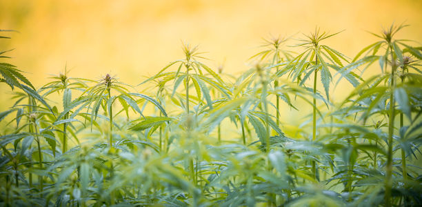 Bild zu Diskussion - Sollte Cannabis legalisiert werden?