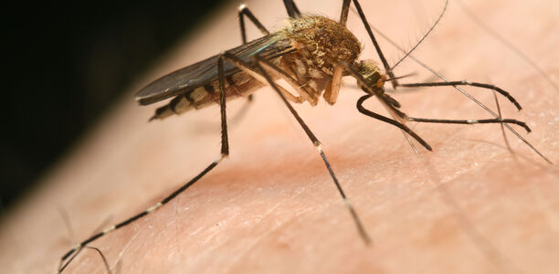 Bild zu Infektionen - Warnung vor West-Nil-Virus