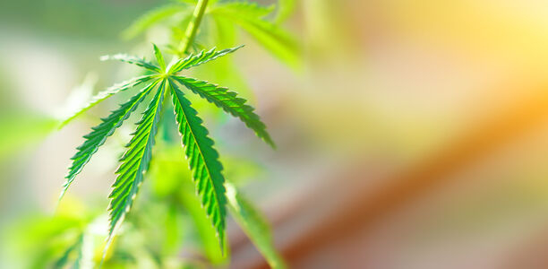 Bild zu Cannabis als Medizin - Segen oder Fluch?