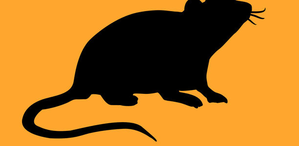 Bild zu Hantavirus - Auch Ratten können Viren übertragen