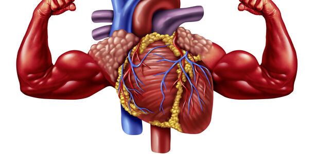 Bild zu Herzinsuffizienz - Gesunder Muskel kann das Herz schützen